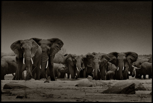 Greeting The Herd II