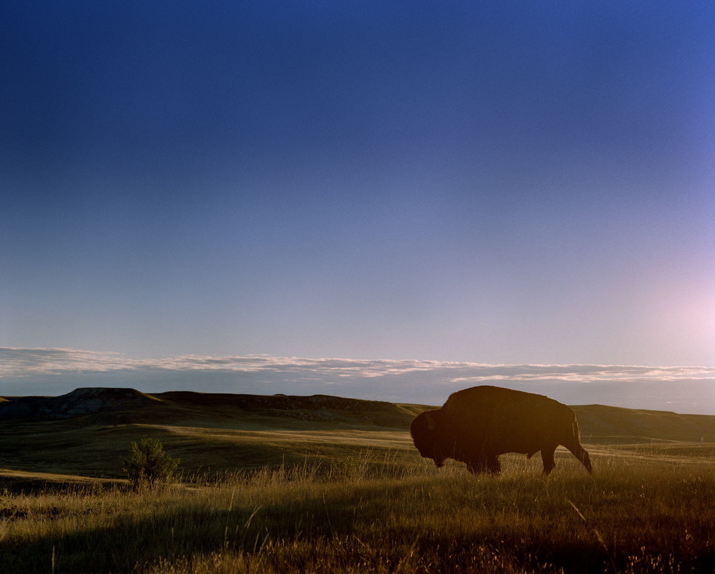 Bison in First Light