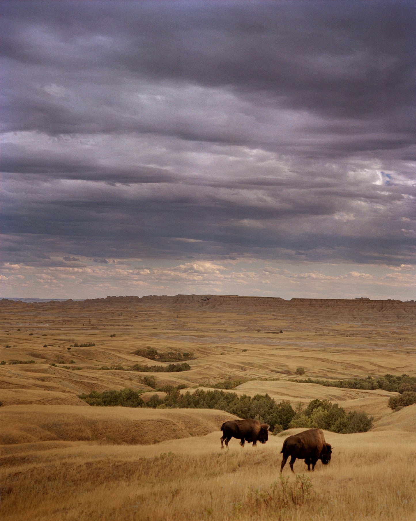 Two Bison Grazing