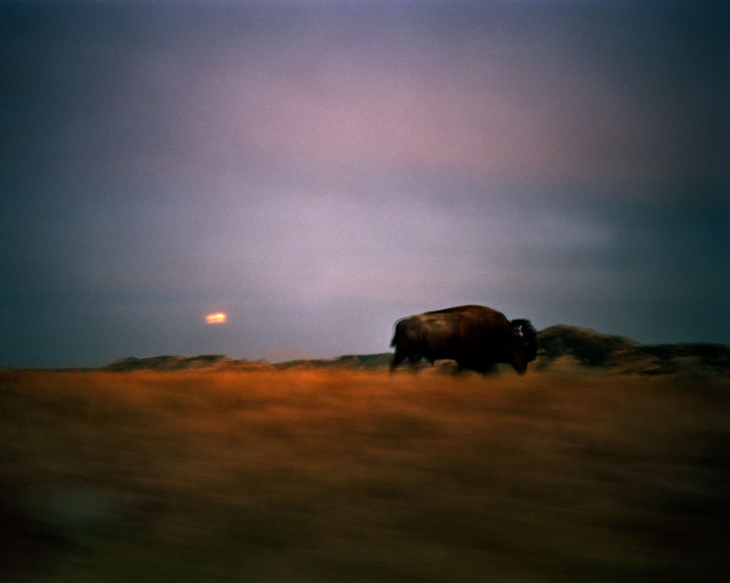 Bison with Moon Rise