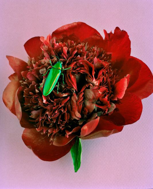 Green Beetle on Red Peony