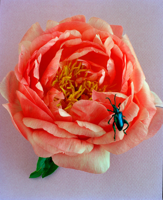 Blue Beetle on Pink Peony