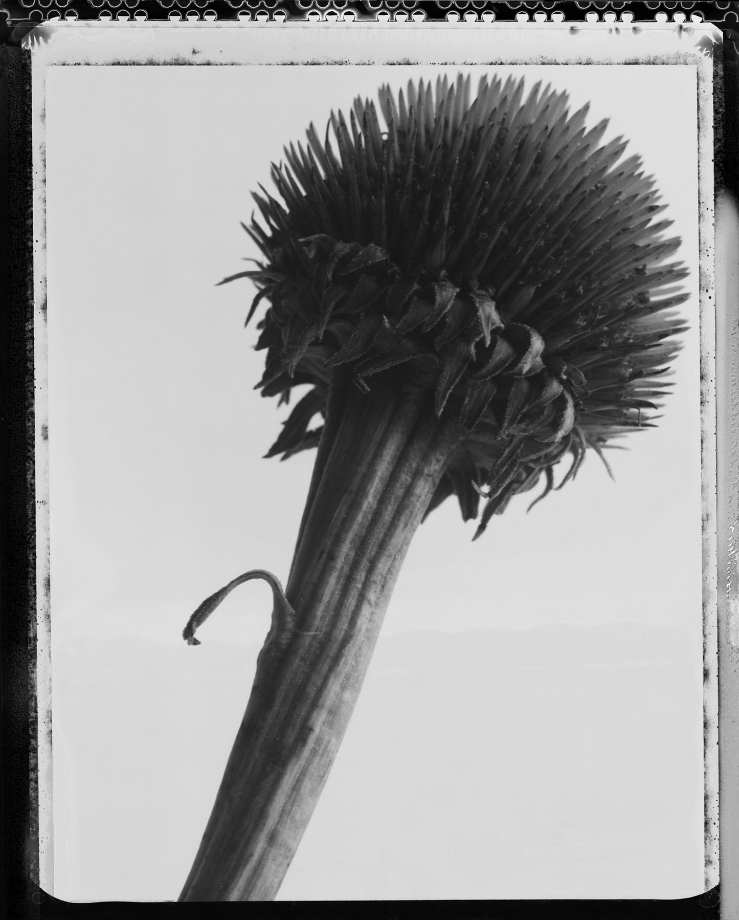 Thistle on Type 55