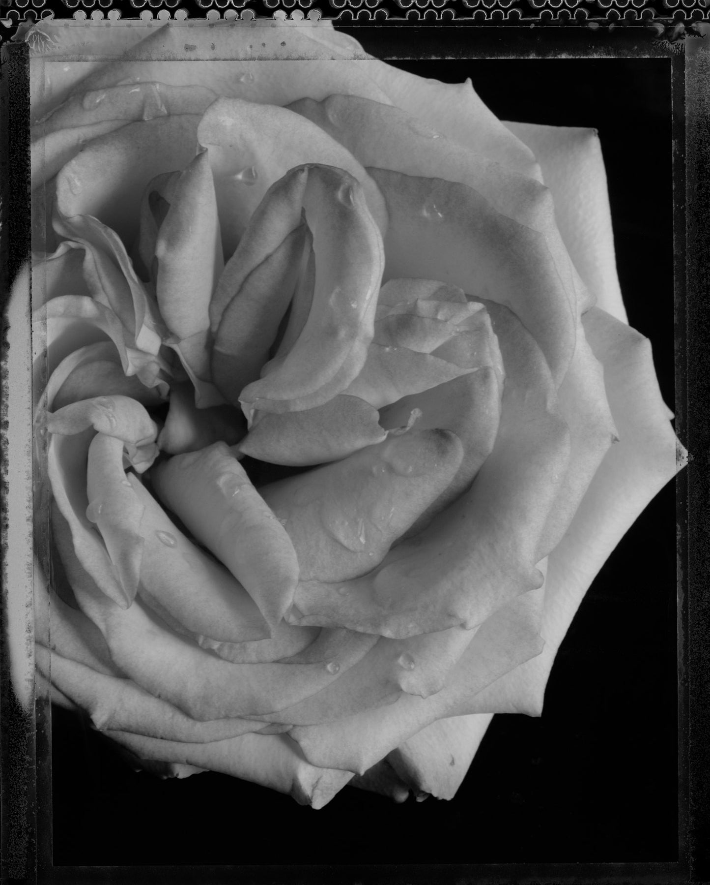 White Rose on Black II on Type 55