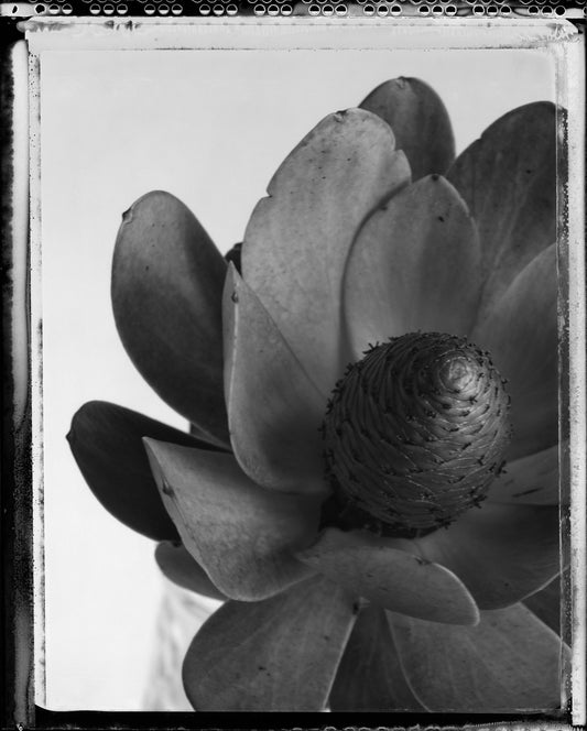 Right Succulent on Type 55