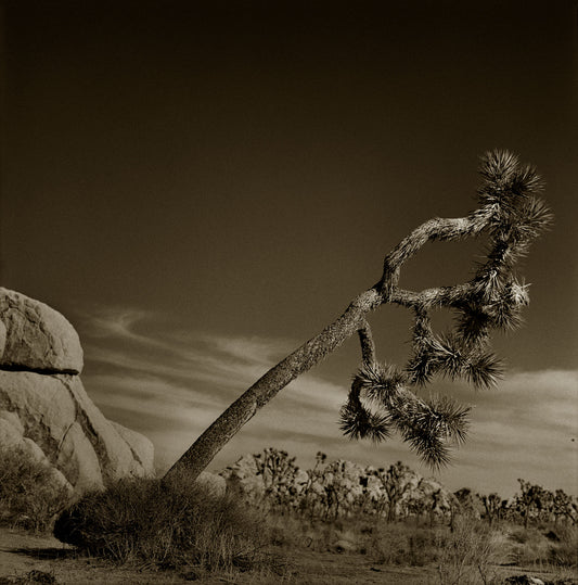 Leaning Tower Of Joshua Tree