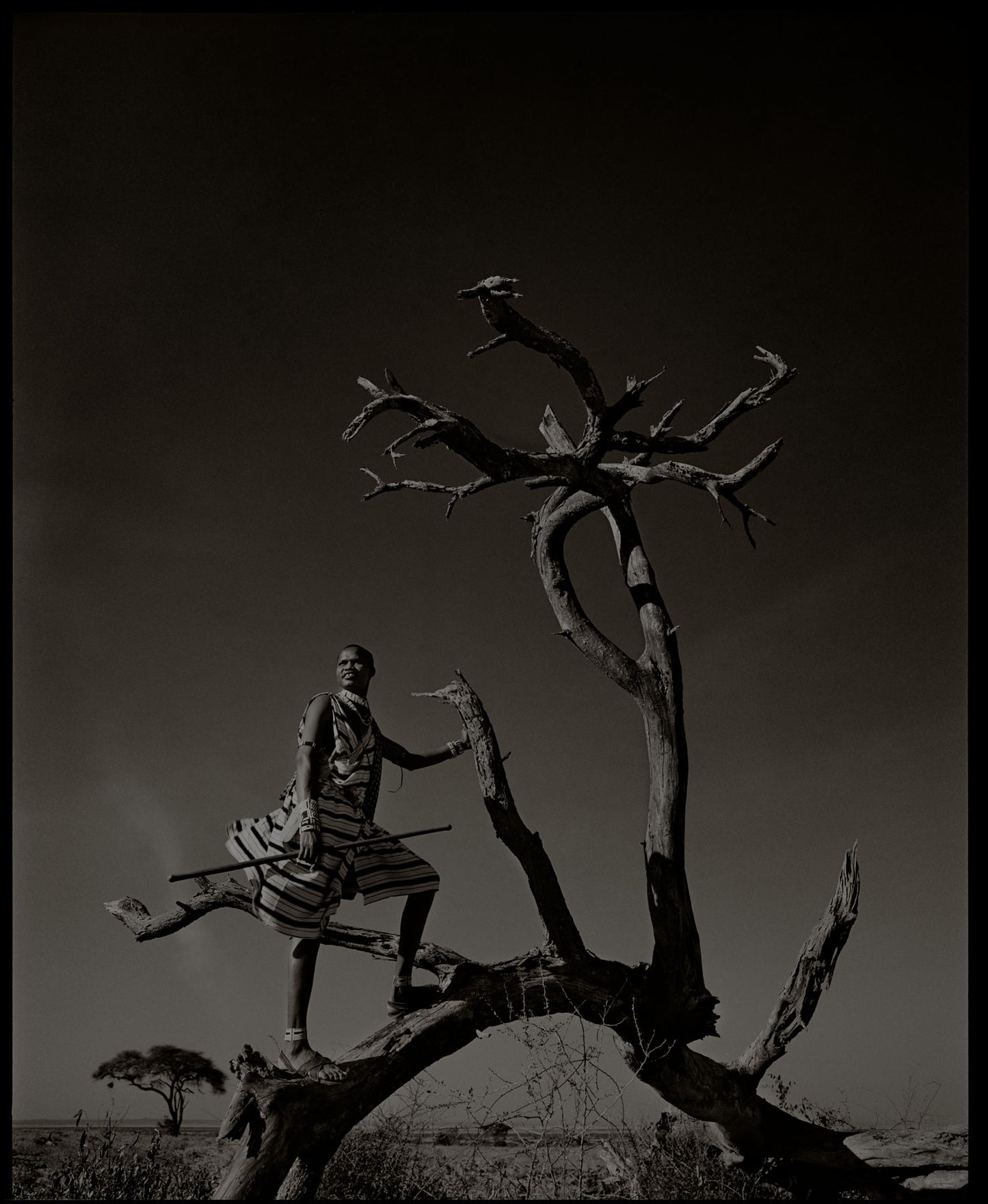 Maasai Warrior In Tree, Kenya
