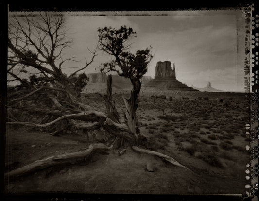 Ancient Dead Tree with West Mitten Butte