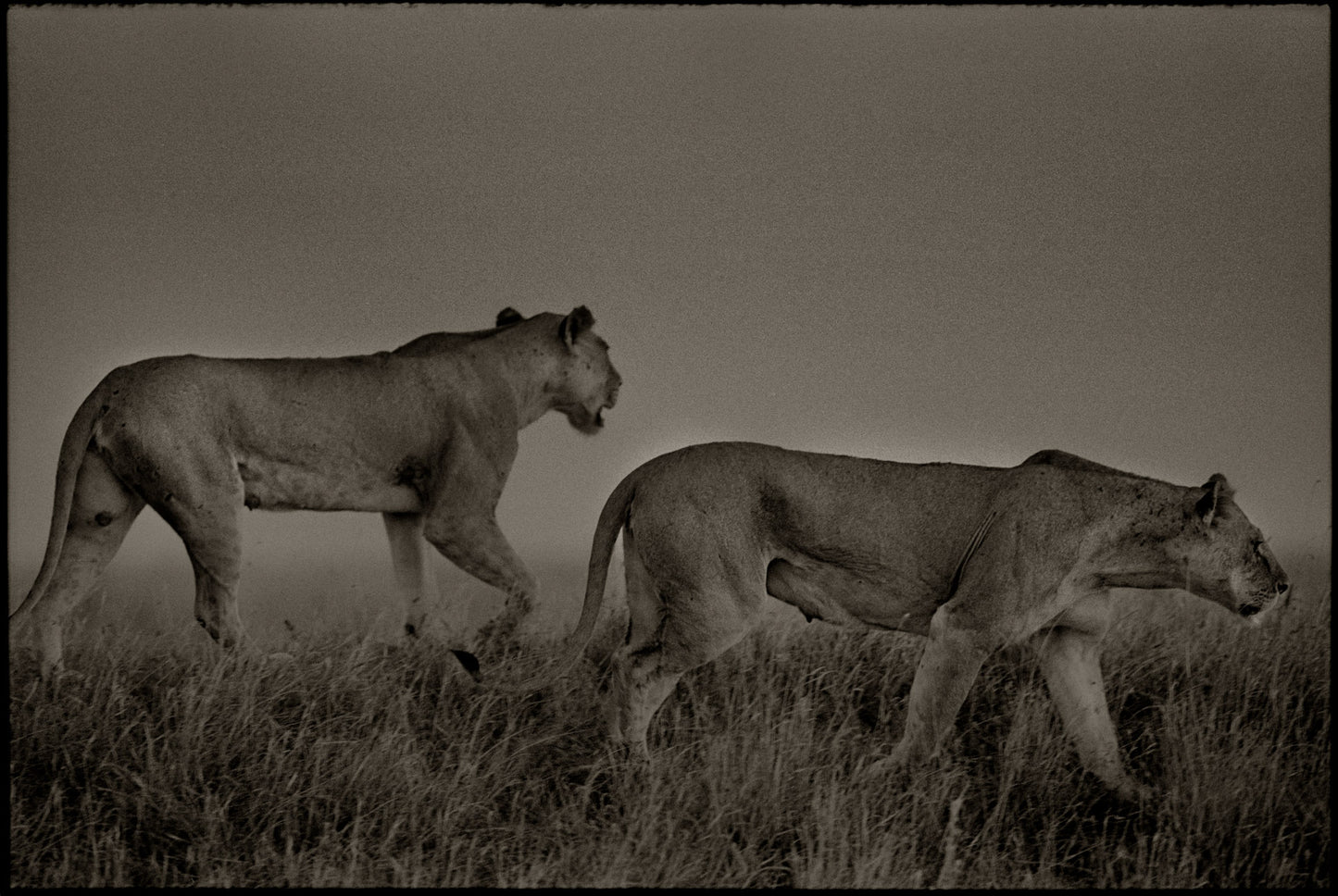 Two Lionesses Stalking at Dusk