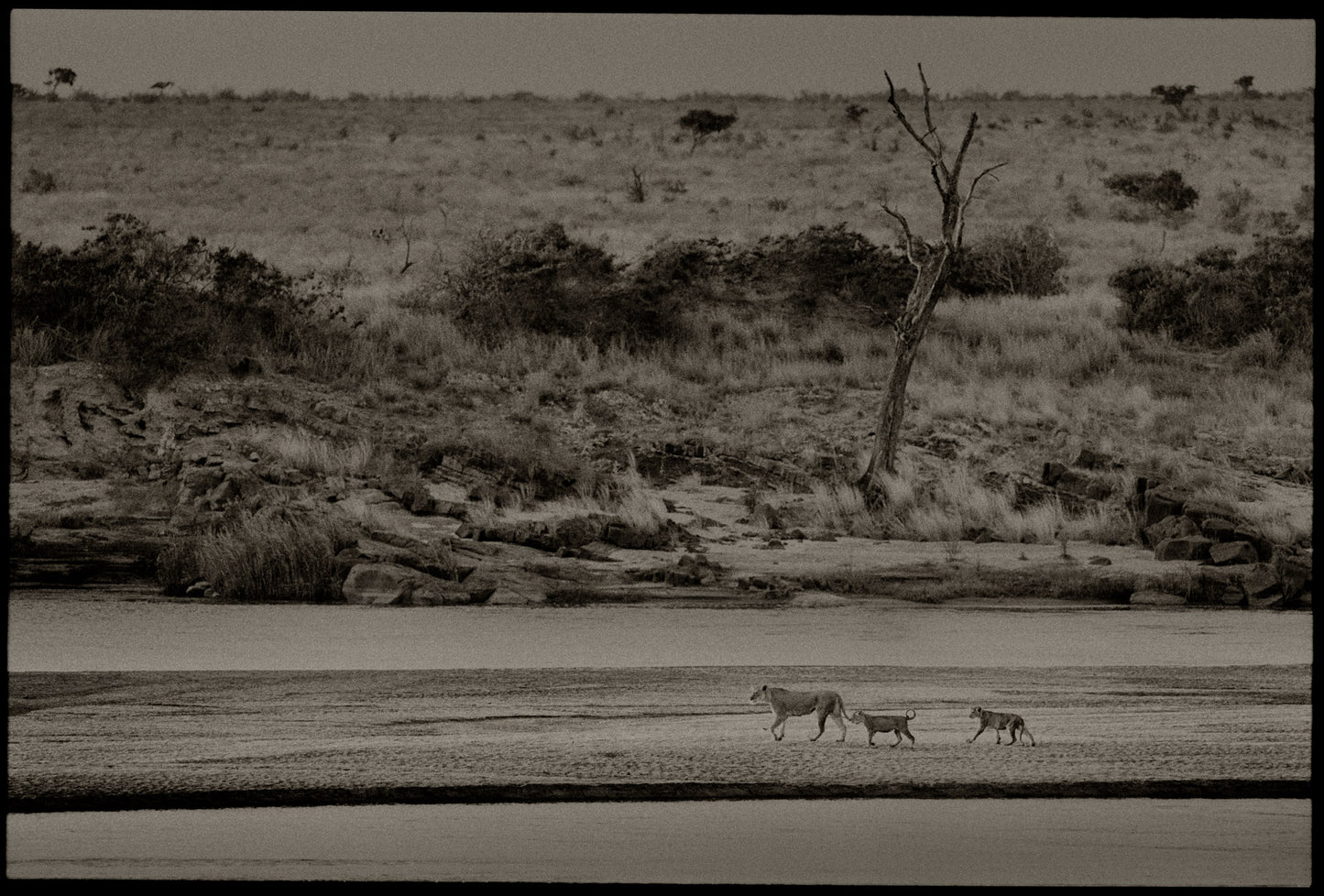 Lioness with Cubs Along The River