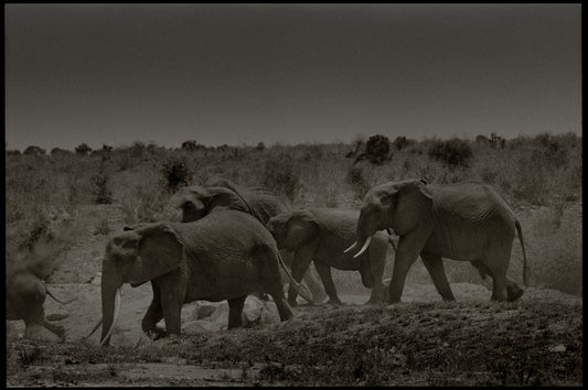 Rushing to the Elephant Party