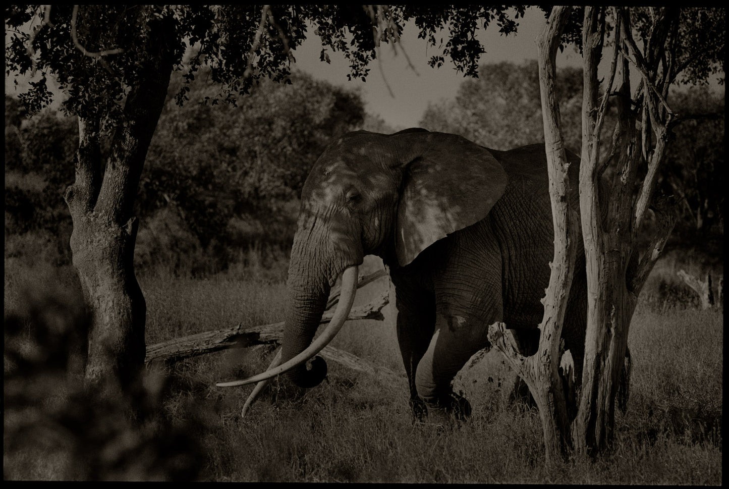 Big Tusker in the Trees