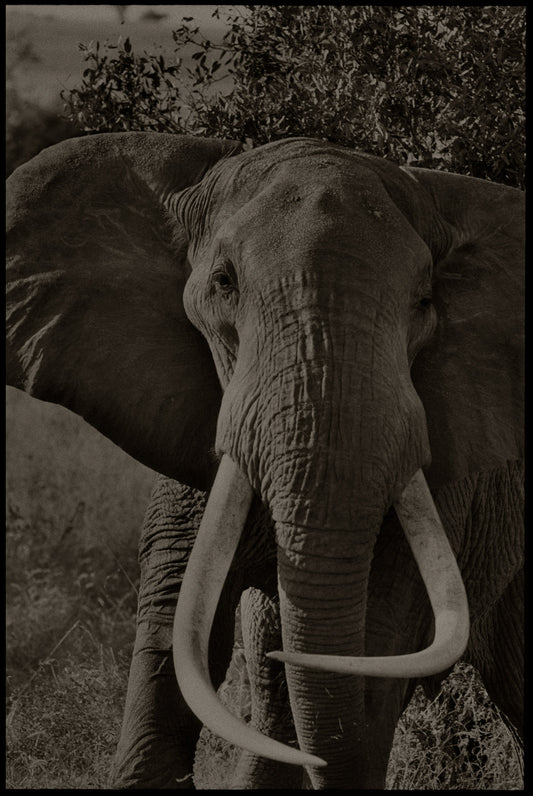 Elephant Portrait I (Vertical)