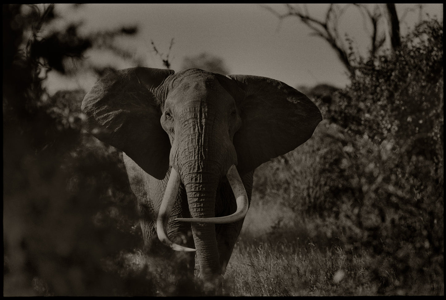 Elephant Portrait II (Horizontal)
